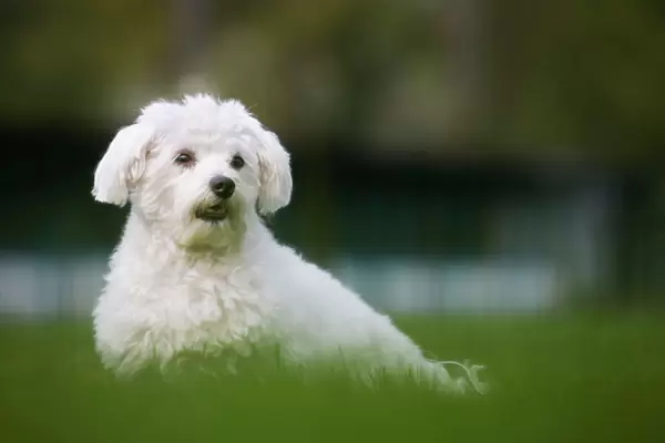 Dog - Maltese Dog - in garden
