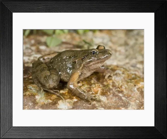 Framed Print : Tyrrhenian Painted Frog - male - sardo-corsican endemic - Corsica - France Framed Print : Tyrrhenian Painted Frog - male - sardo-corsican endemic - Corsica - France