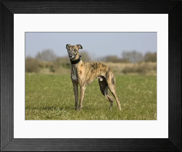 Framed Print : Dog - Whippet standing in garden Framed Print : Dog - Whippet standing in garden