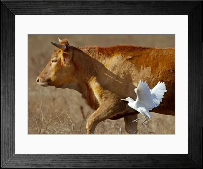 Framed Print : Cattle Egret - feeding amongst grazing cattle - Andalucia - Spain - September Framed Print : Cattle Egret - feeding amongst grazing cattle - Andalucia - Spain - September