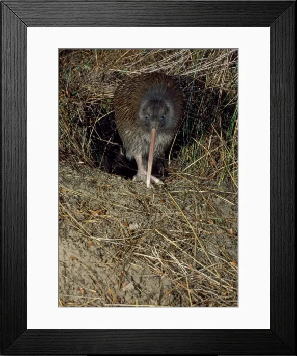 Framed Print : Stewart Island Brown Kiwi - leaving burrow Framed Print : Stewart Island Brown Kiwi - leaving burrow