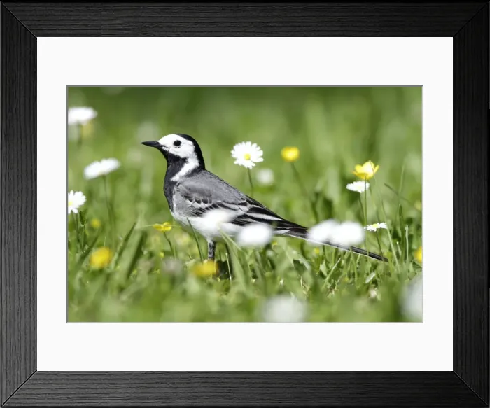 Framed Print : Pied / White Wagtail - searching for food on garden lawn - Lower Saxony - Germany Framed Print : Pied / White Wagtail - searching for food on garden lawn - Lower Saxony - Germany