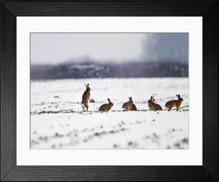 Framed Print : Brown Hares - gather together in snow covered fields during January - Oxon Framed Print : Brown Hares - gather together in snow covered fields during January - Oxon