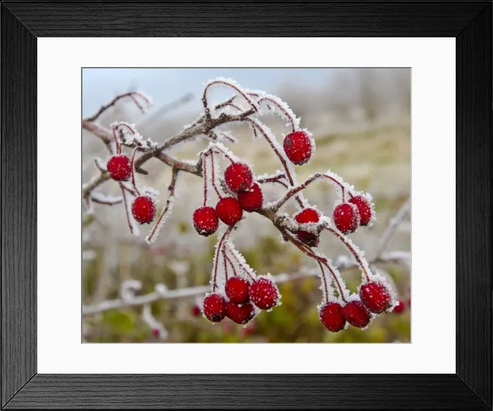 Framed Print : Frost covered Red Hawthorn berries - Oxon - December Framed Print : Frost covered Red Hawthorn berries - Oxon - December