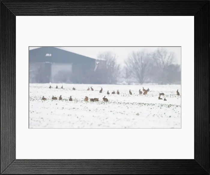 Framed Print : Brown Hares - gather together in snow covered fields during January - Oxon Framed Print : Brown Hares - gather together in snow covered fields during January - Oxon