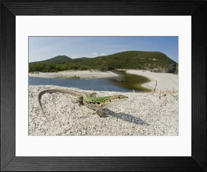 Framed Print : Italian Wall Lizard - male in habitat - Ostriconi - Corsica - France Framed Print : Italian Wall Lizard - male in habitat - Ostriconi - Corsica - France