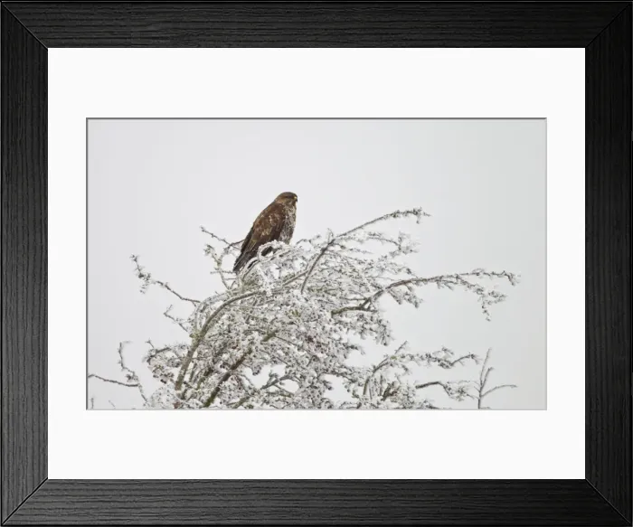 Framed Print : Common Buzzard - on frost covered branch - Oxon - December Framed Print : Common Buzzard - on frost covered branch - Oxon - December