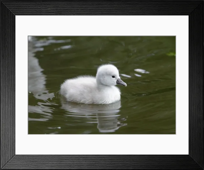 Framed Print : Mute Swan - cygnet swimming on lake - Hessen - Germany Framed Print : Mute Swan - cygnet swimming on lake - Hessen - Germany