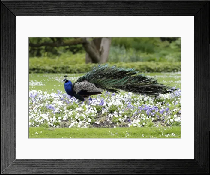 Framed Print : Peacock - male standing in bed of pansies - shaking tail feathers - Hessen - Germany Framed Print : Peacock - male standing in bed of pansies - shaking tail feathers - Hessen - Germany