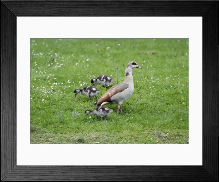 Framed Print : Egyptian Goose - adult with goslings on meadow - Hessen - Germany Framed Print : Egyptian Goose - adult with goslings on meadow - Hessen - Germany