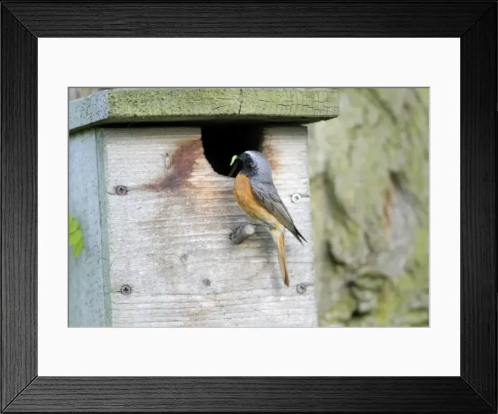 Framed Print : Redstart - male at nest box entrance - Hessen - Germany Framed Print : Redstart - male at nest box entrance - Hessen - Germany
