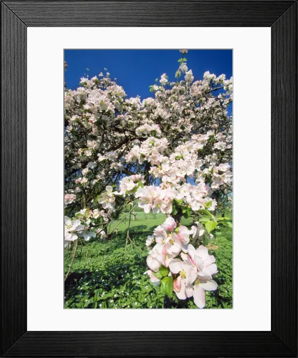 Framed Print : Apple Blossom Framed Print : Apple Blossom