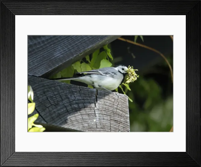 Framed Print : Pied / White Wagtail - perched on roof eave - with nest material in beak - Lower Saxony - Germany Framed Print : Pied / White Wagtail - perched on roof eave - with nest material in beak - Lower Saxony - Germany