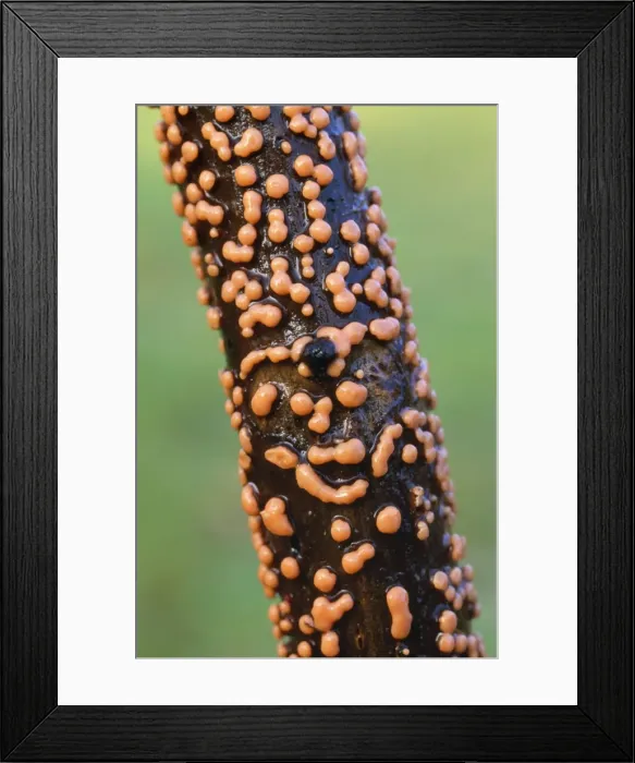 Framed Print : Coral-spot Fungus - growing on dead wood Framed Print : Coral-spot Fungus - growing on dead wood