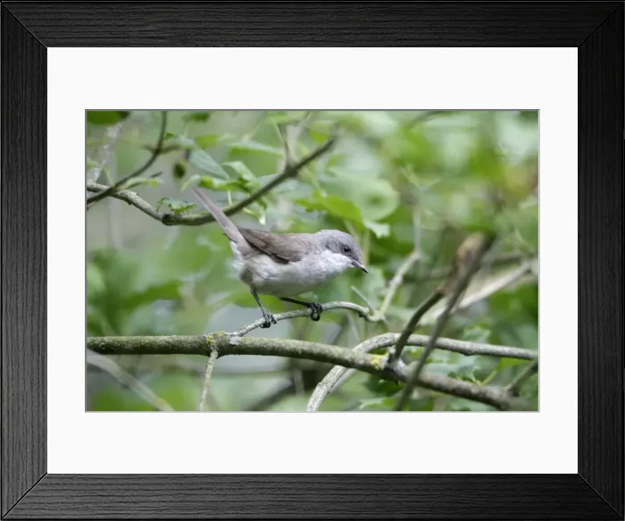 Framed Print : Lesser Whitethroat - perched on branch of bush in garden - lower Saxony - Germany Framed Print : Lesser Whitethroat - perched on branch of bush in garden - lower Saxony - Germany