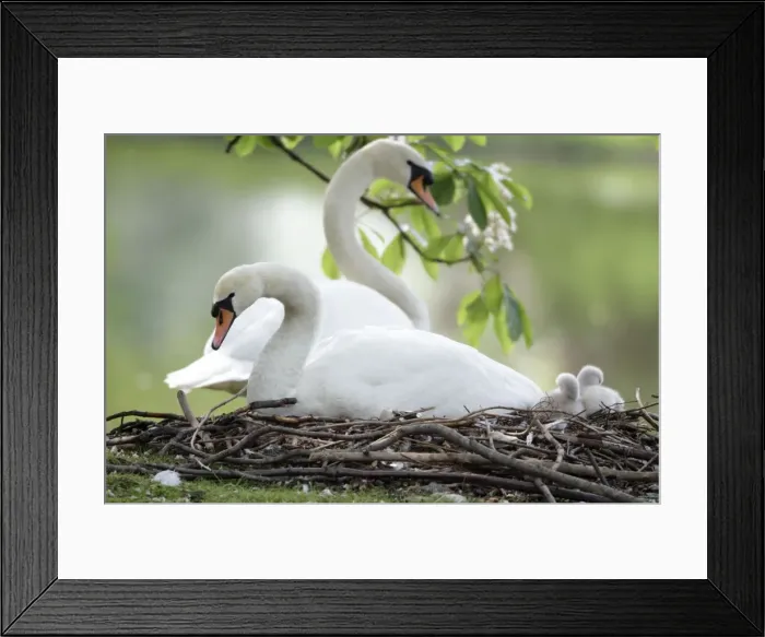 Framed Print : Mute Swan - adults with two cygnets at nest - Hessen - Germany Framed Print : Mute Swan - adults with two cygnets at nest - Hessen - Germany