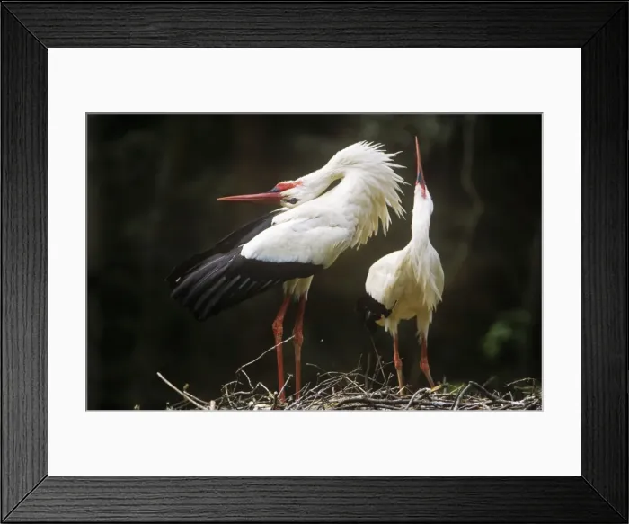 Framed Print : White Stork - couple carrying out courtship behaviour at nest