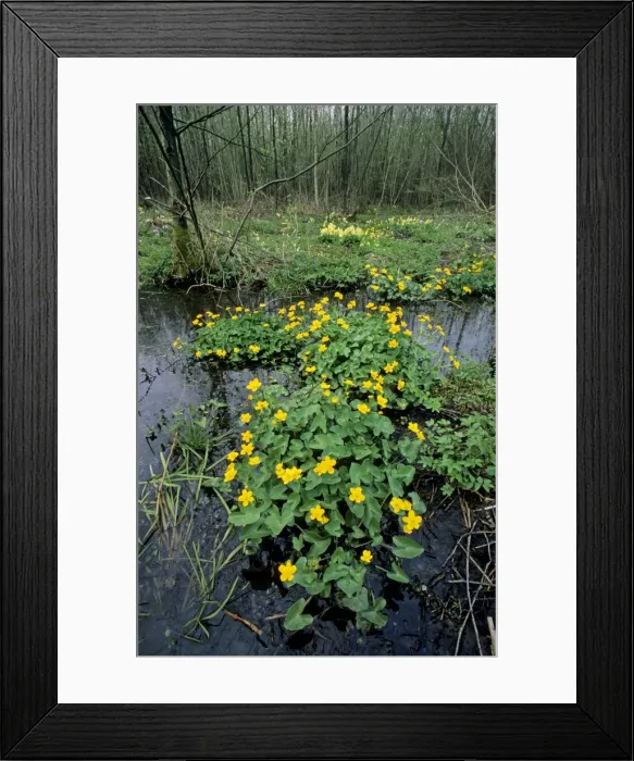 Framed Print : Marsh Marigold in marsh Framed Print : Marsh Marigold in marsh