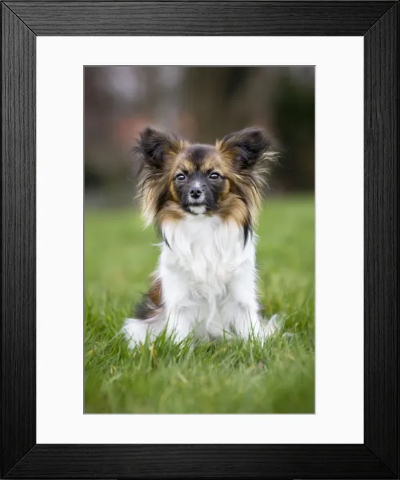 Framed Print : Dog - Papillon Dog sitting down in garden Framed Print : Dog - Papillon Dog sitting down in garden