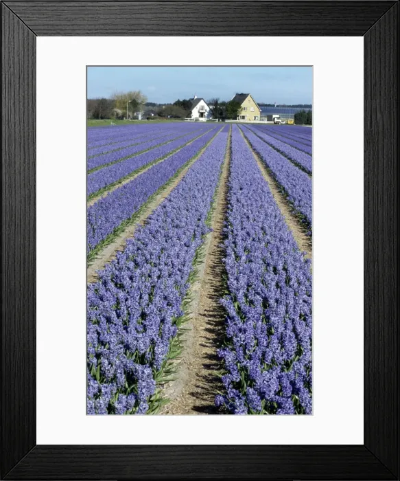 Framed Print : Hyacinth Flowers being cultivated - Holland Framed Print : Hyacinth Flowers being cultivated - Holland