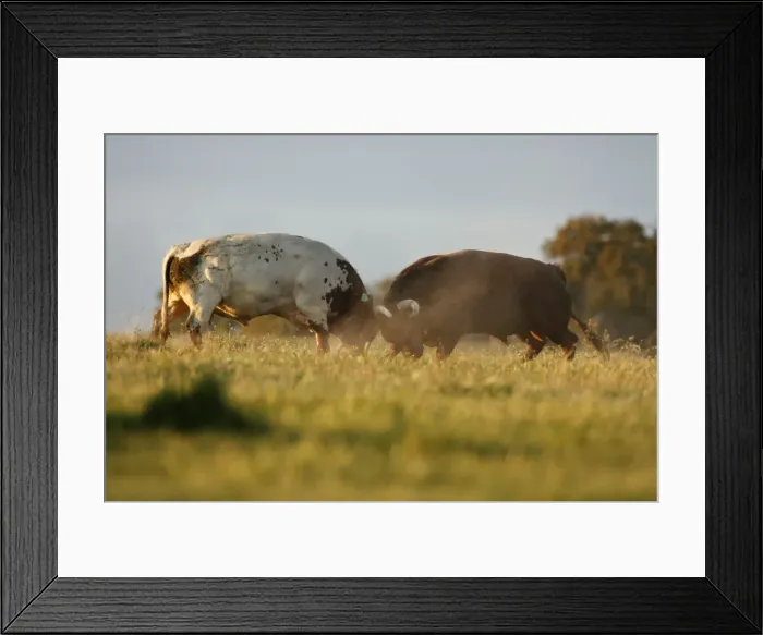 Framed Print : Domestic Bulls - two animals fighting on pasture, Alentejo, Portugal Framed Print : Domestic Bulls - two animals fighting on pasture, Alentejo, Portugal