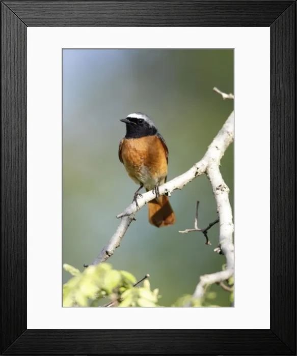 Framed Print : Redstart - male sitting on branch - Hessen - Germany Framed Print : Redstart - male sitting on branch - Hessen - Germany
