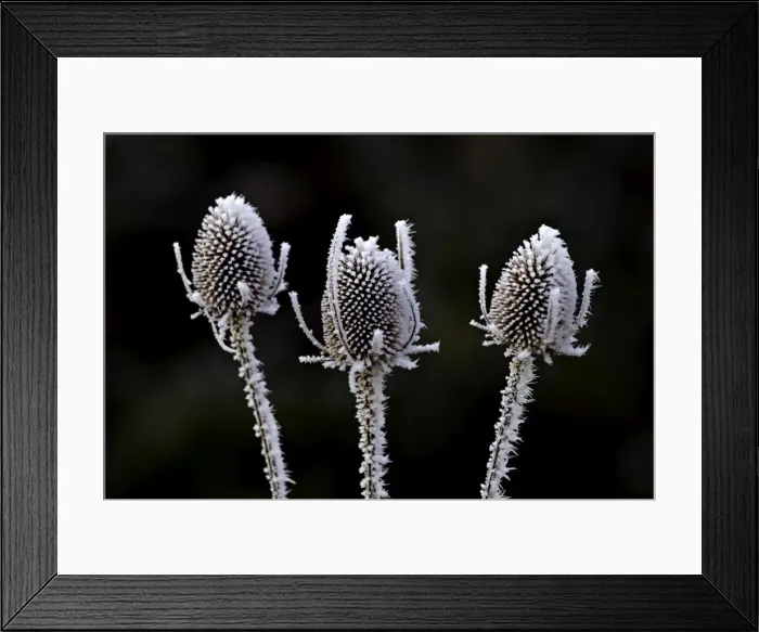 Framed Print : Thistle heads - covered in frost - Oxon - December Framed Print : Thistle heads - covered in frost - Oxon - December