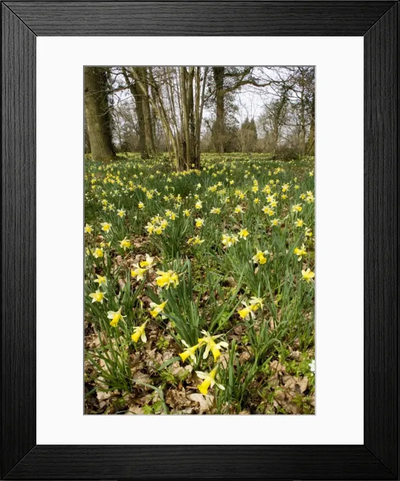 Framed Print : Wild daffodils (Narcissus pseudonarcissus) in huge quantity in old woods near Dymock in Gloucestershire. Shaw Common Wood (Forestry Commission), part of Dymock Woods Framed Print : Wild daffodils (Narcissus pseudonarcissus) in huge quantity in old woods near Dymock in Gloucestershire. Shaw Common Wood (Forestry Commission), part of Dymock Woods