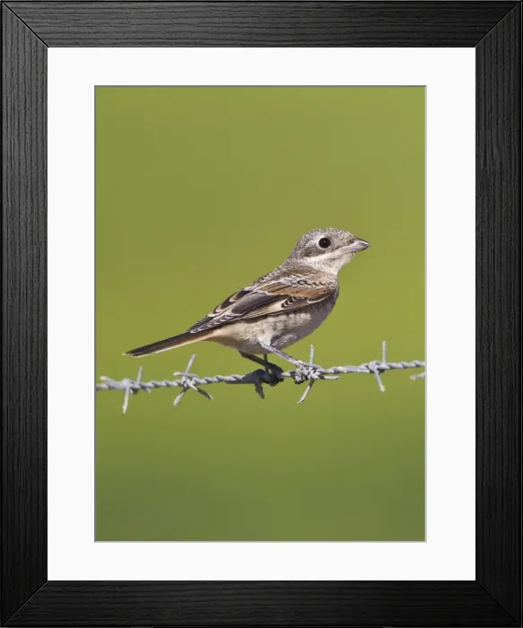 Framed Print : Woodchat Shrike - juvenile - Andalucia - Spain - September Framed Print : Woodchat Shrike - juvenile - Andalucia - Spain - September