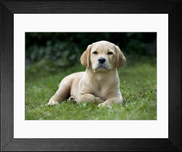 Framed Print : Dog - Labrador puppy