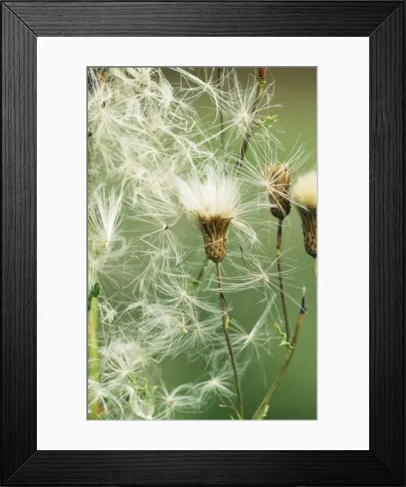 Framed Print : Creeping Thistle ROG 10981 Mass of Thistledown Cirsium arvense © Bob Gibbons / ARDEA LONDON Framed Print : Creeping Thistle ROG 10981 Mass of Thistledown Cirsium arvense © Bob Gibbons / ARDEA LONDON