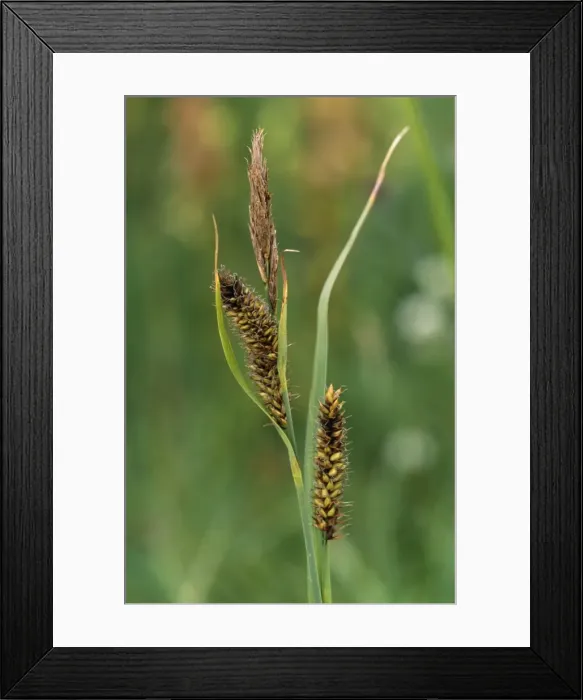Framed Print : Lesser Pond Sedge Framed Print : Lesser Pond Sedge
