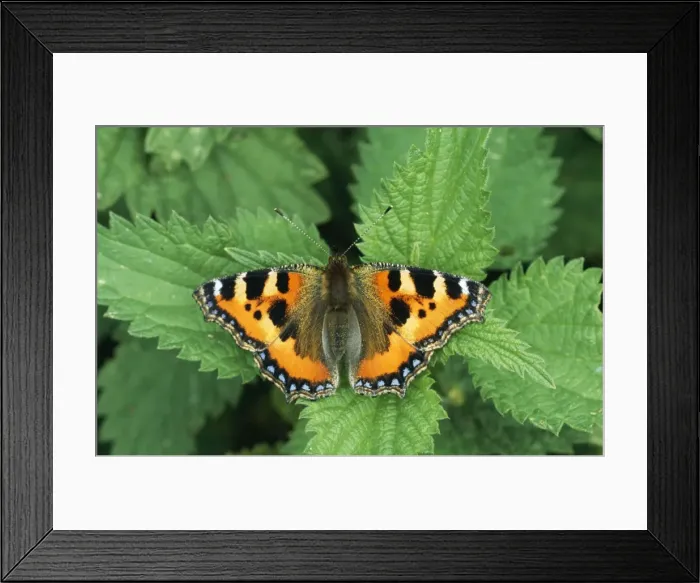 Framed Print : Small Tortoiseshell Butterfly - on Nettle Framed Print : Small Tortoiseshell Butterfly - on Nettle