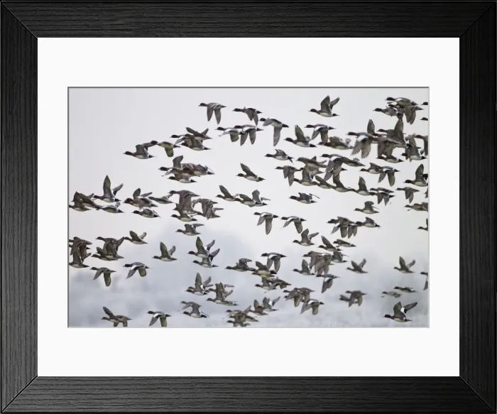 Framed Print : Wigeon - flock in flight - Oxon - December Framed Print : Wigeon - flock in flight - Oxon - December