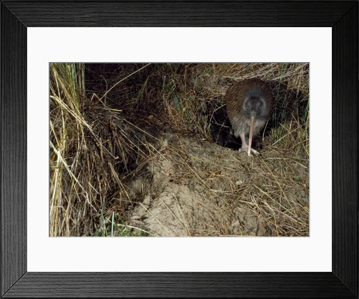 Framed Print : Stewart Island Brown Kiwi - leaving burrow Framed Print : Stewart Island Brown Kiwi - leaving burrow