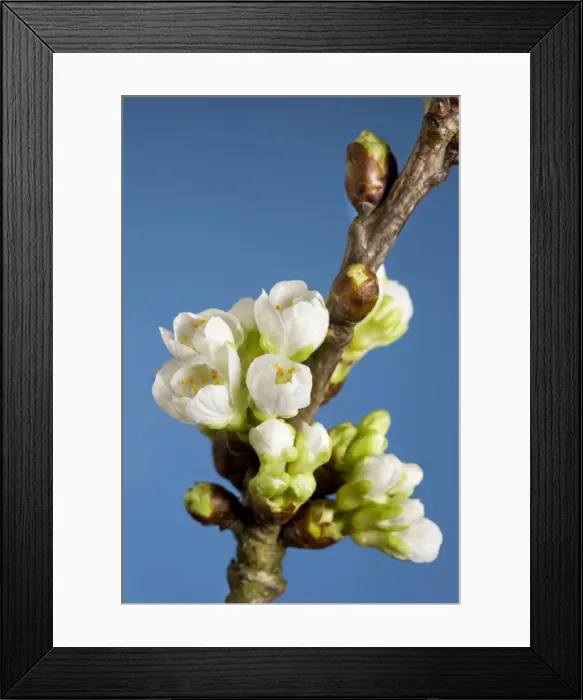Framed Print : Cherry blossom on branch Framed Print : Cherry blossom on branch