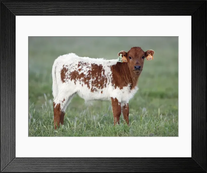 Framed Print : Cattle - bull calf with ear tags, beef cattle breed, Alentejo. Portugal Framed Print : Cattle - bull calf with ear tags, beef cattle breed, Alentejo. Portugal