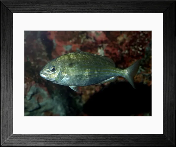 Framed Print : Pinfish. Western Atalntic coasts, Gulf of Mexico and around some northern Caribbean islands Framed Print : Pinfish. Western Atalntic coasts, Gulf of Mexico and around some northern Caribbean islands