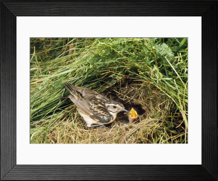 Framed Print : Whinchat - at nest Framed Print : Whinchat - at nest