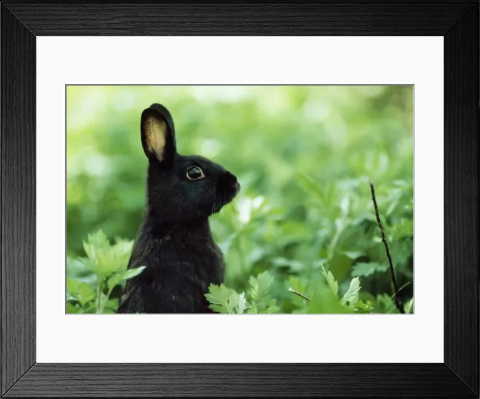 Framed Print : Domestic Black Rabbit MI 463 © Masahiro IiJima  /  ARDEA LONDON