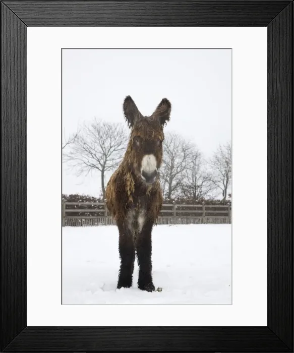 Framed Print : Poitou Donkey - standing in snow Framed Print : Poitou Donkey - standing in snow
