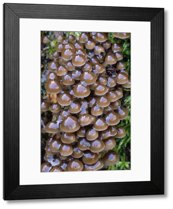 Framed Print : Clustered Oak Bonnet Fungi - growing on tree stump Framed Print : Clustered Oak Bonnet Fungi - growing on tree stump