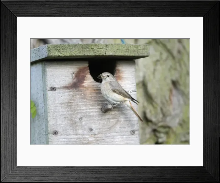 Framed Print : Redstart - female at nest box entrance - Hessen - Germany Framed Print : Redstart - female at nest box entrance - Hessen - Germany