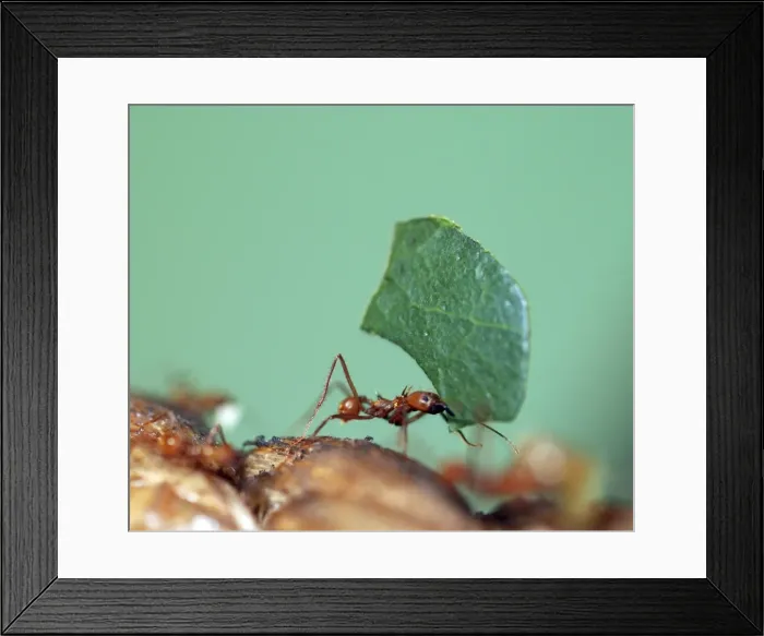 Framed Print : Leafcutter Ant - carrying leaf Framed Print : Leafcutter Ant - carrying leaf