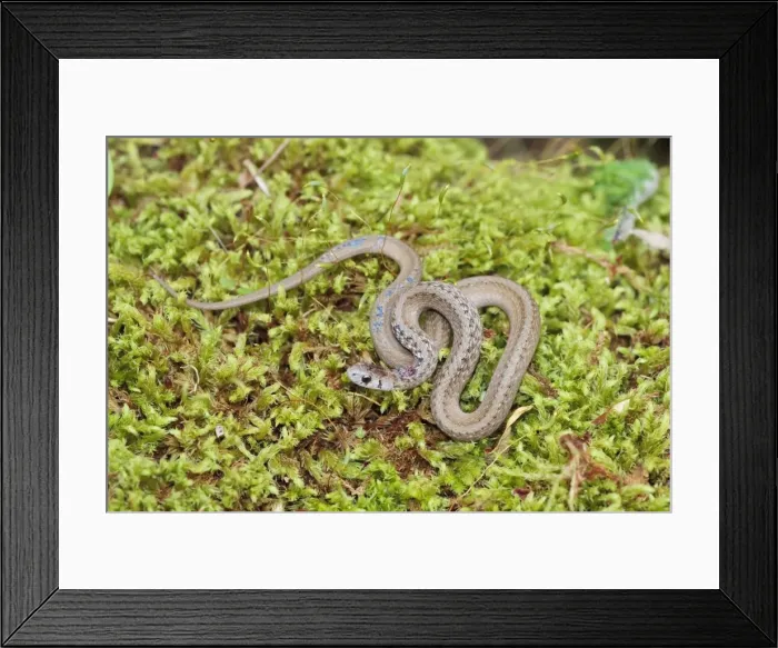Framed Print : Brown Snake. May in Connecticut, usa Framed Print : Brown Snake. May in Connecticut, usa