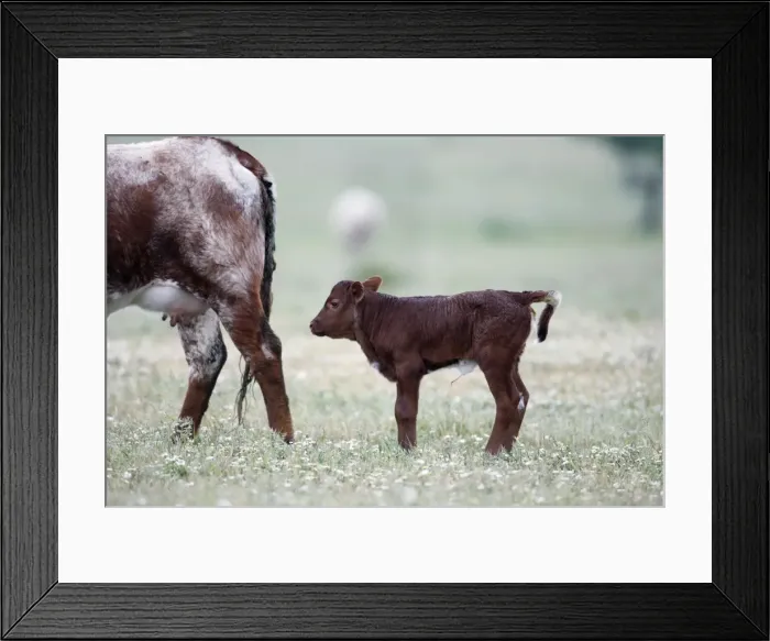 Framed Print : Cattle - bull calf for beef breeding, Alentejo. Portugal Framed Print : Cattle - bull calf for beef breeding, Alentejo. Portugal