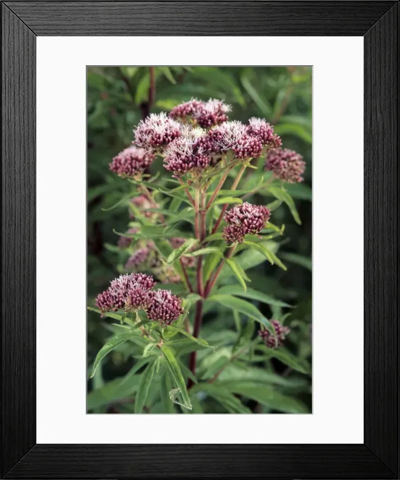 Framed Print : Hemp Agrimony Framed Print : Hemp Agrimony