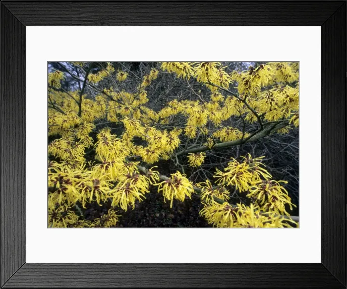Framed Print : Hamamelis - garden - Kalmthout Belgium - Arboretum Framed Print : Hamamelis - garden - Kalmthout Belgium - Arboretum