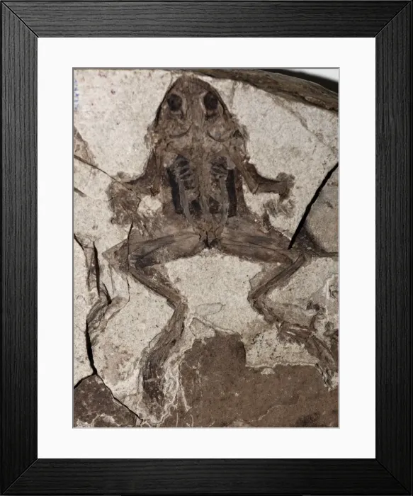 Framed Print : Fossil Frog, Miocene epoch Framed Print : Fossil Frog, Miocene epoch