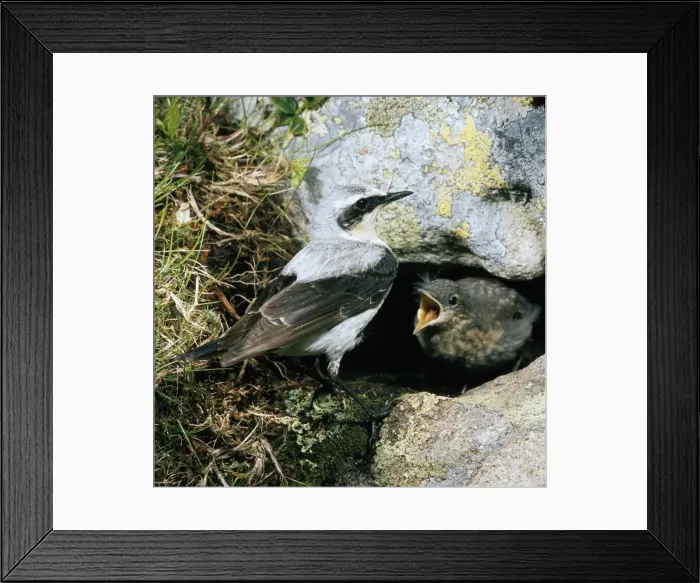 Framed Print : Wheater - male and chick Framed Print : Wheater - male and chick